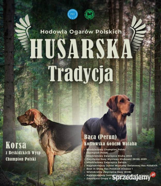 Szczeniak Ogar Polski FCI