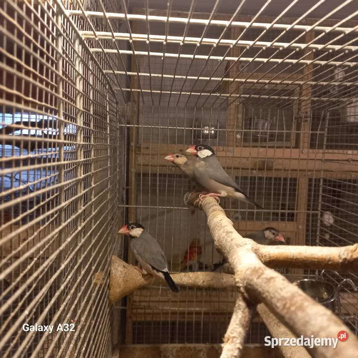 Ryżowce siwe z 2025r Ptaki