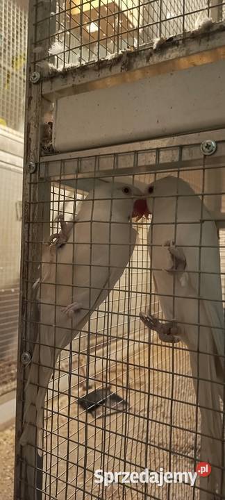 Aleksandretta Aleksandretty obrożne Częściowa Jastrzębie-Zdrój sprzedam