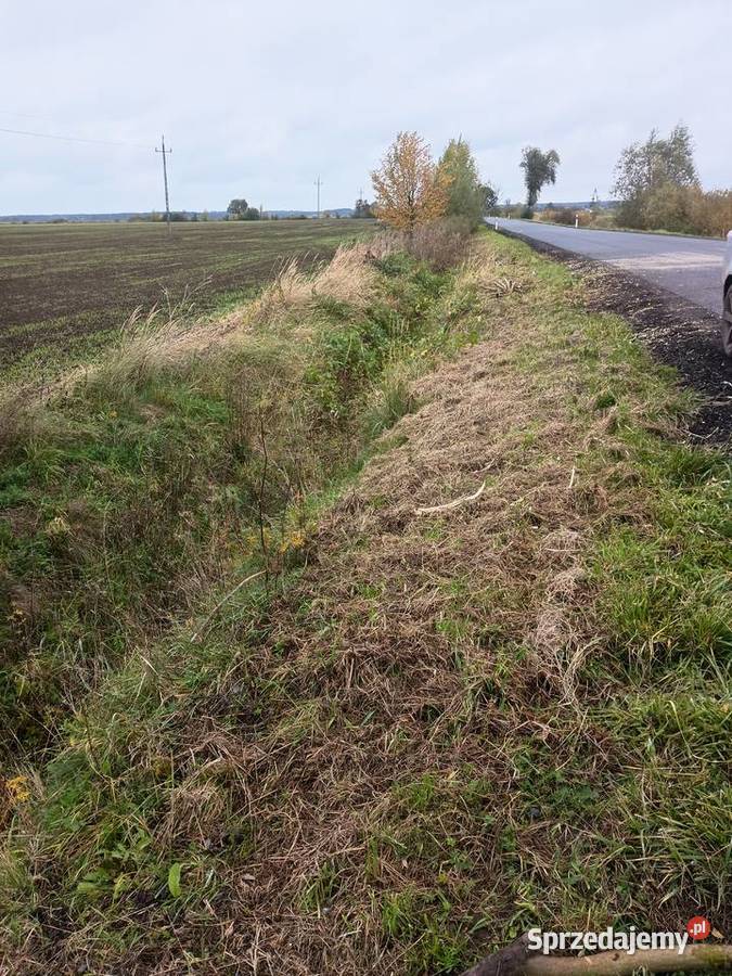 Wycinka karczowanie rembakowanie Głogów