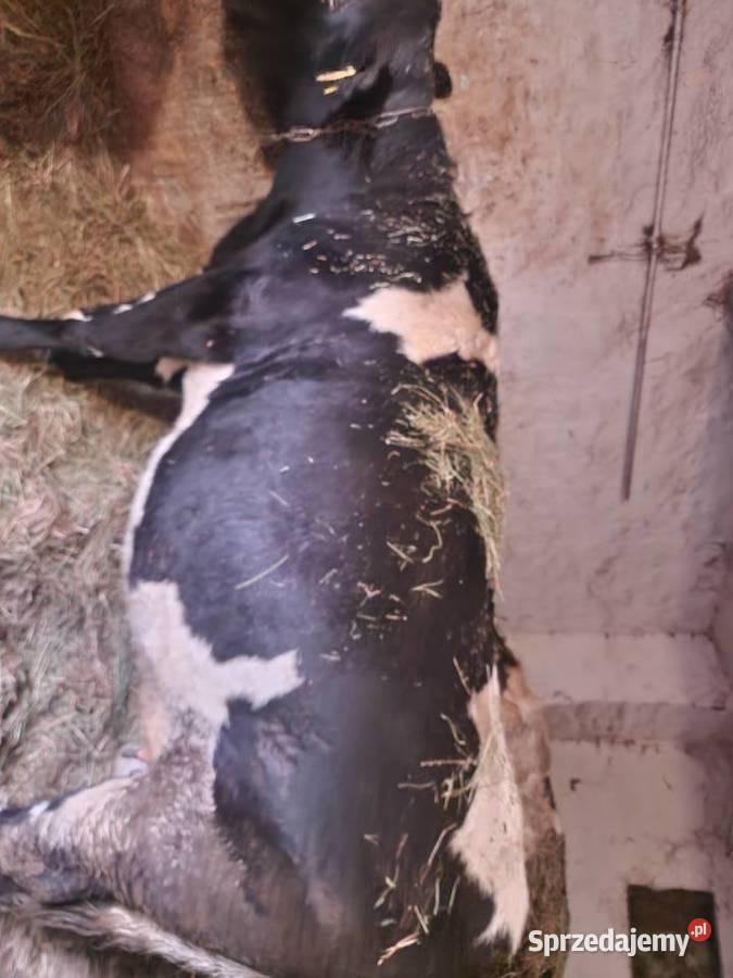 sprzedam jałówke cielną Gubin