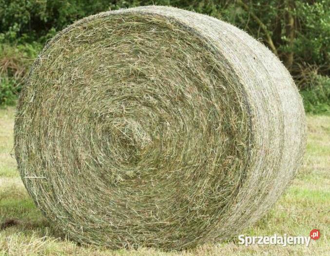 Sprzedam siano wielkopolskie Koło sprzedam