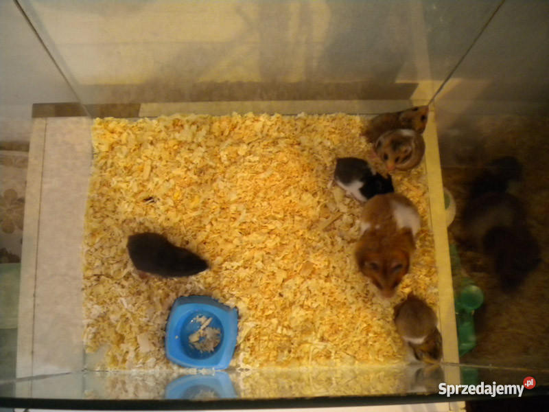 chomiki syryjsie młode Pozostałe Radom