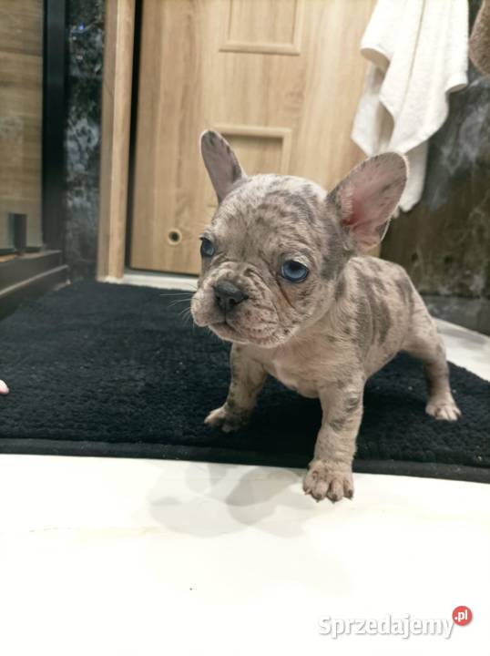 Buldog Francuski szczenieta podkarpackie Przemyśl