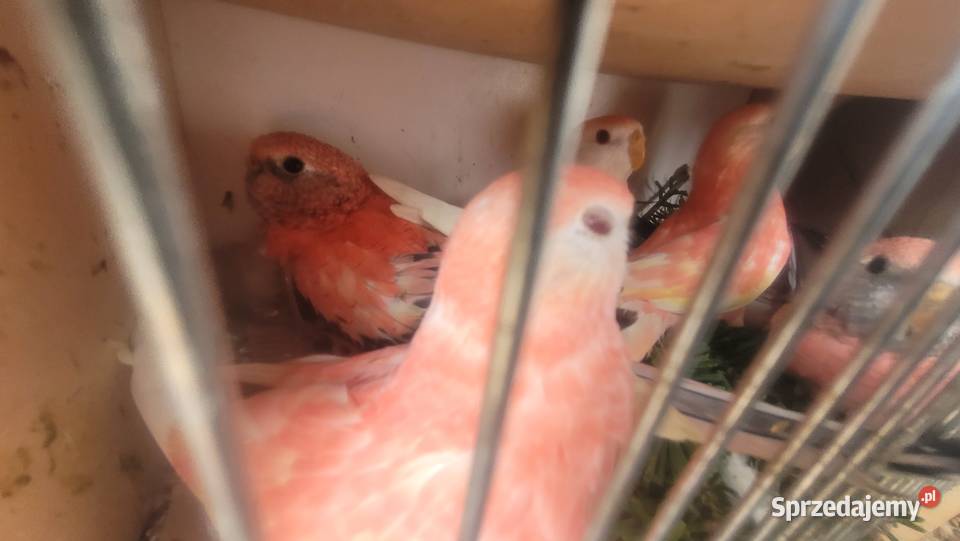 Papugi lilianki Ptaki Wieliczka