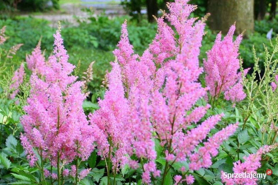 Tawułka Amethyst Astilbe łódzkie Tomaszów Mazowiecki