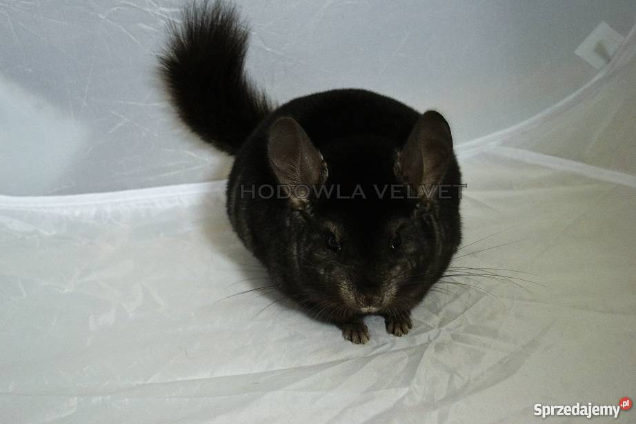 Szynszyl Szynszyla Samiec Dark Ebony Czarny Pozostałe wielkopolskie Perzyce