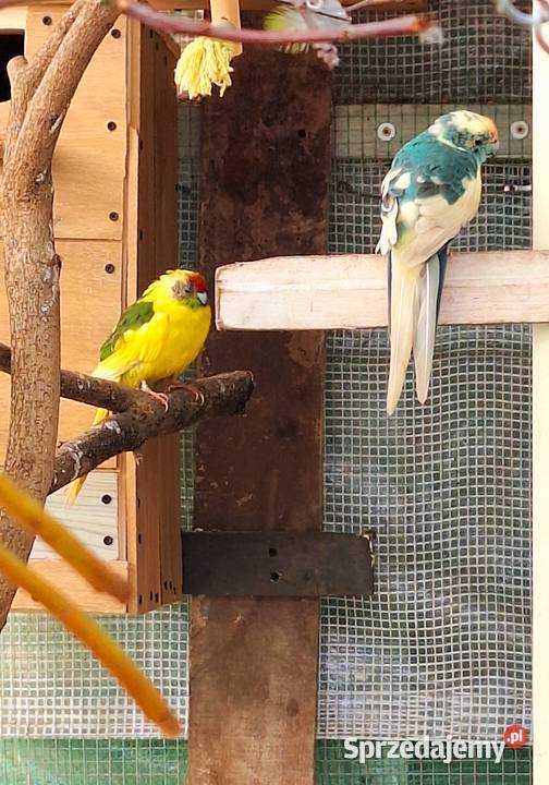 Para modrolotek szeków i świergotek Otyń