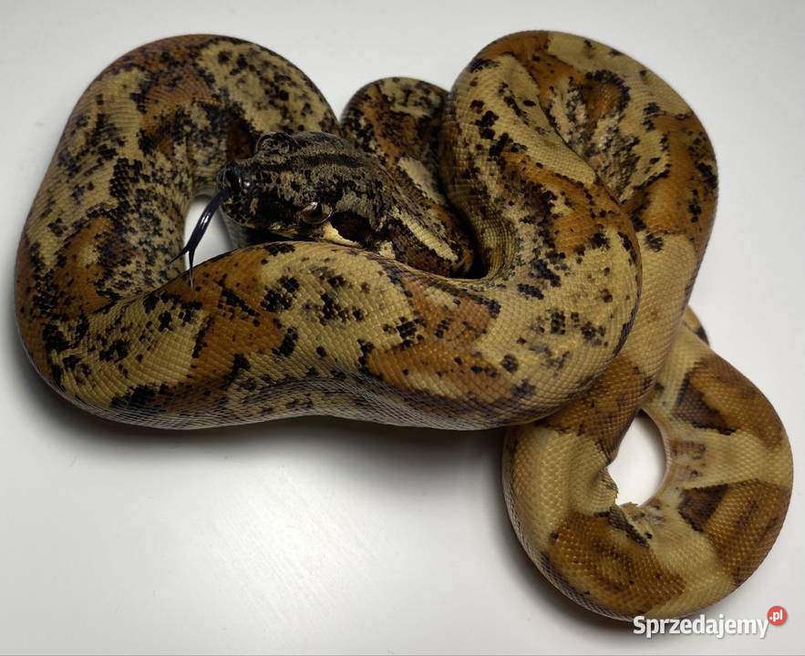 Węże boa cesarskie samice i samce Rybnik