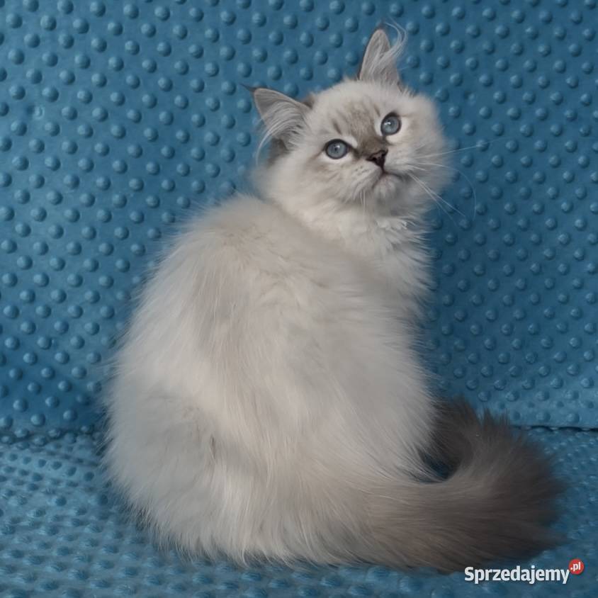 Kociak syberyjski Neva Masquerade śląskie Sosnowiec sprzedam