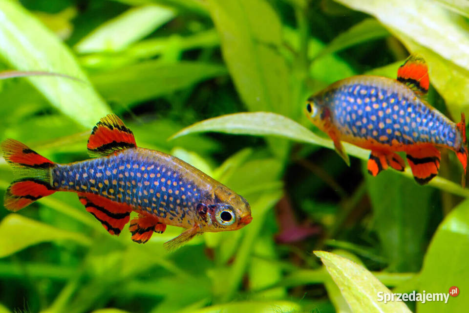 Danio perłowy Danio margaritatus Microrasbora Gdańsk