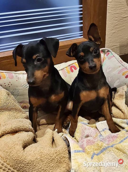 Pinczer miniaturowy Konin