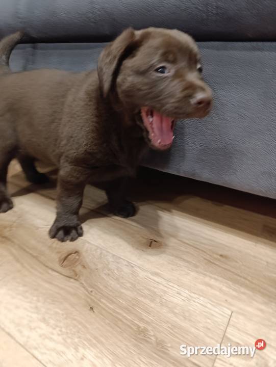 Pieski Labradora Retriever czekoladowego Tarnów