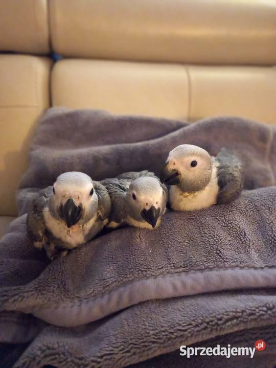 Żako samczyk ręcznie karmiony