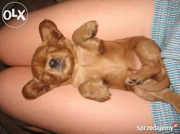 złote szczeniaki suczka COCKER SPANIEL małopolskie Malec