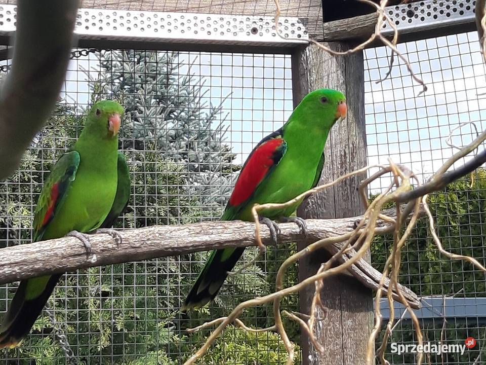 aleksandretty faliste zeberki golabkil Ptaki Złotów