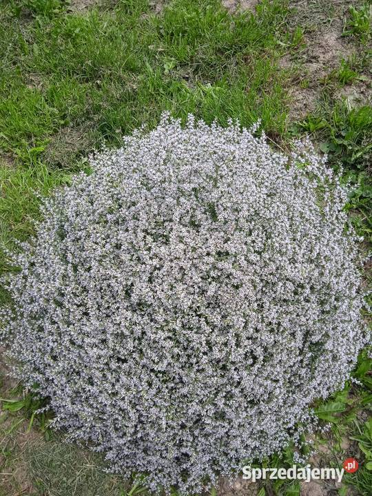 Zatrwian tatarski kwiat lubelskie