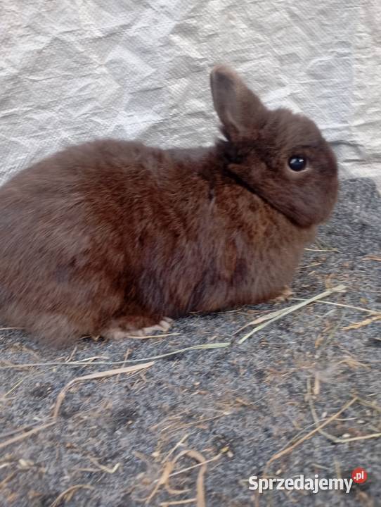 Sprzedam króliczki karzełki czarne szare havana Izbica-Wieś