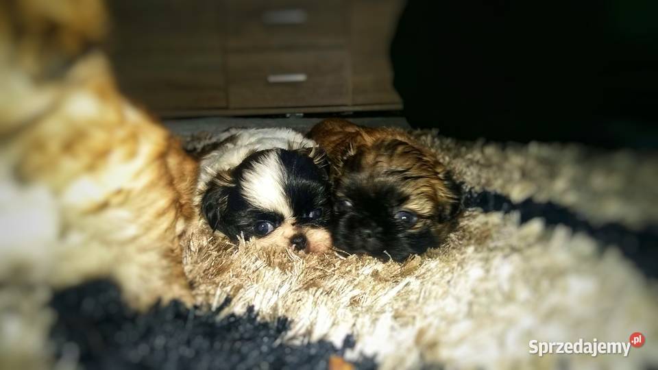 Pekińczyk krótkowłosy Ostrołęka