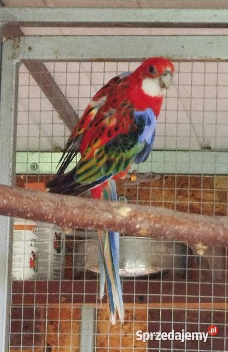 Dorosła samica Rozella 2022