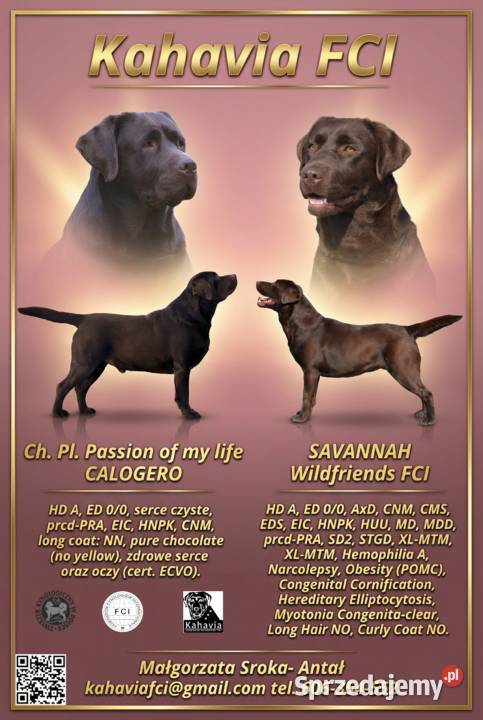 Labrador Retriever czekoladowe szczenięta Szczawin