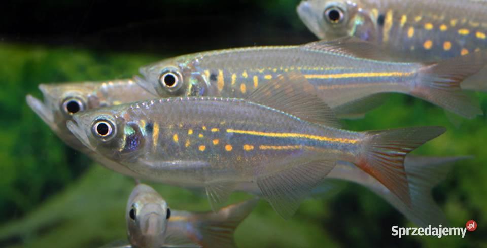 Danio malabarski Devario malabaricus Malabarskie Gdańsk
