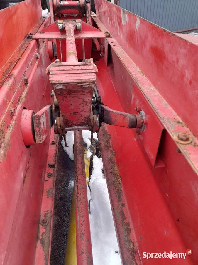 Sprzedam prase welger ap 52 sprowadzona Lechów