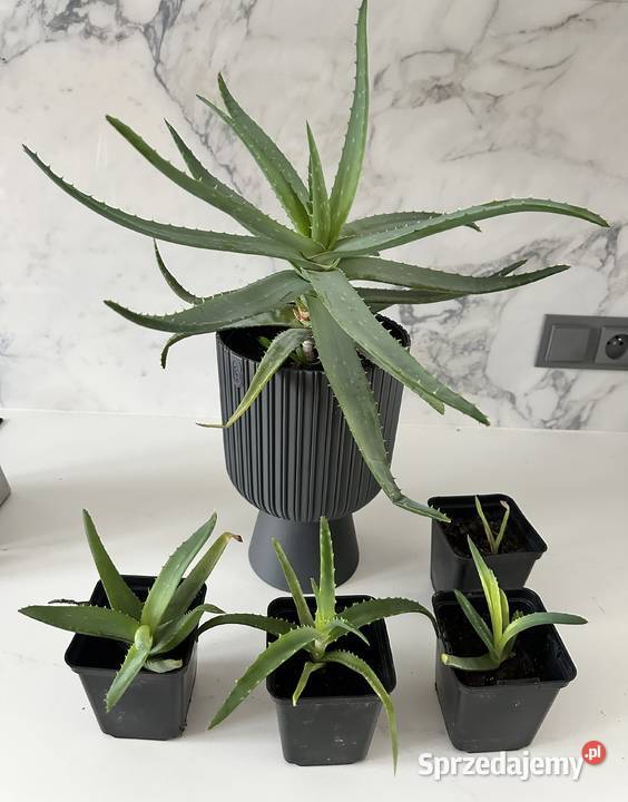 Aloe Wera leczniczy sadzonki Łódź