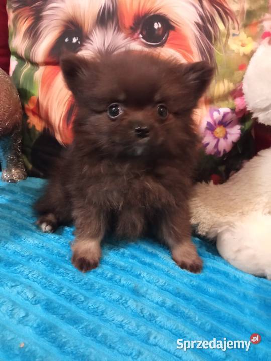 Chłopak szpic miniaturowy malutki kujawsko-pomorskie Brodnica