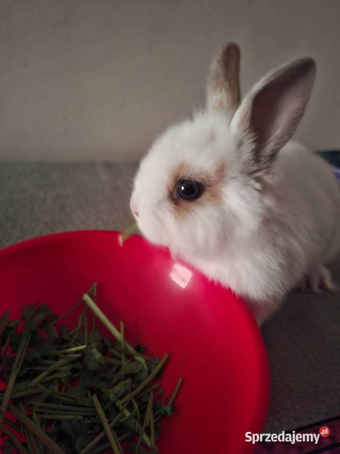 Kroliczek 2 mce Żory