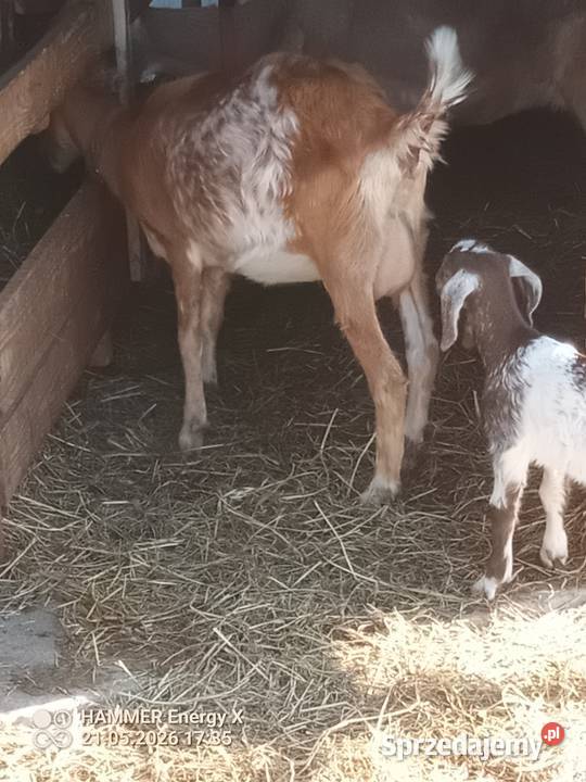 Koza z mlekiem i małą kuzką Kaźmirów