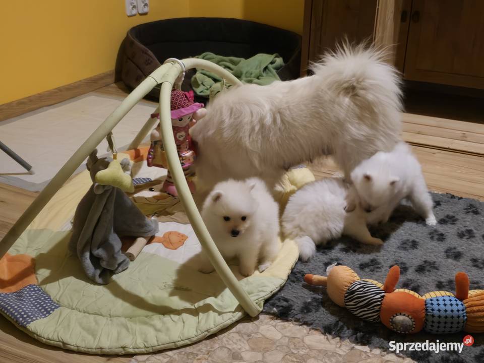 Szpic japoński Maszewo