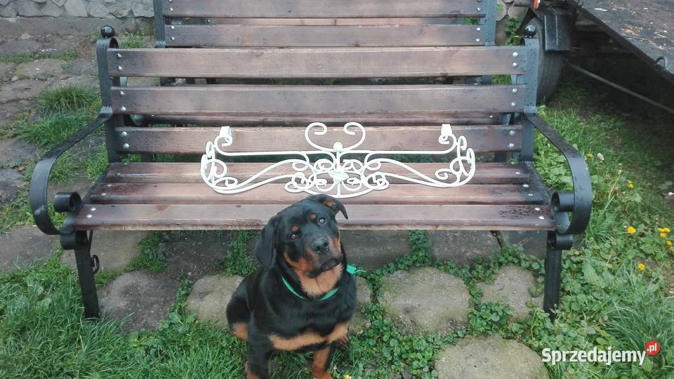 Kwietnik kwiaty cięte doniczki skrzynki Architektura ogrodowa podkarpackie Rzeszów