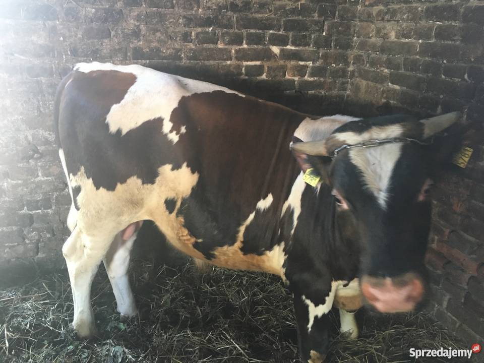Byki simental 812 miesięcy sprzedam