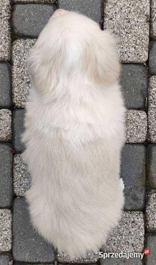 Piękny Biszkopt Border Collie Rasowy piez z Iwonicz