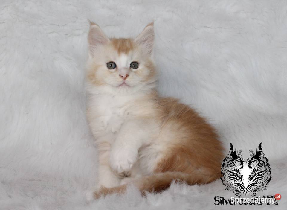 Kocurki Maine Coon behawiorysty dolnośląskie