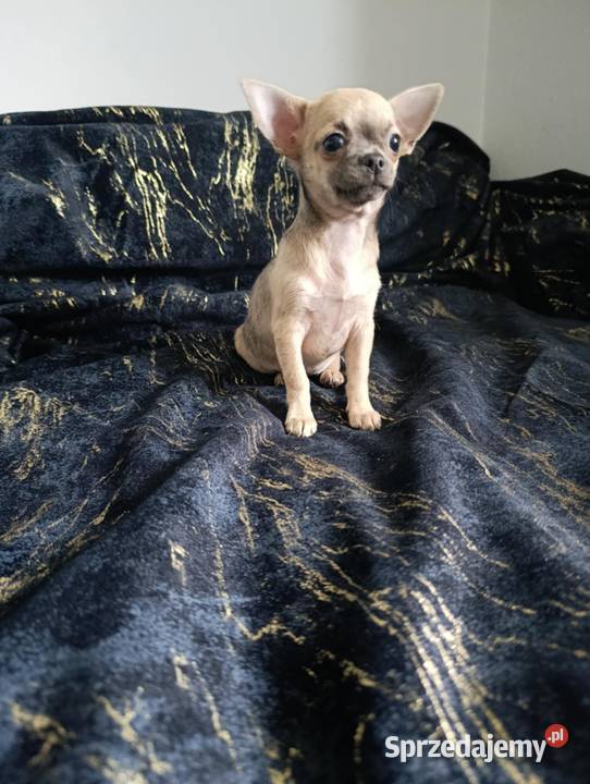 Suczka krótkowłosa chihuahua Szczaworyż