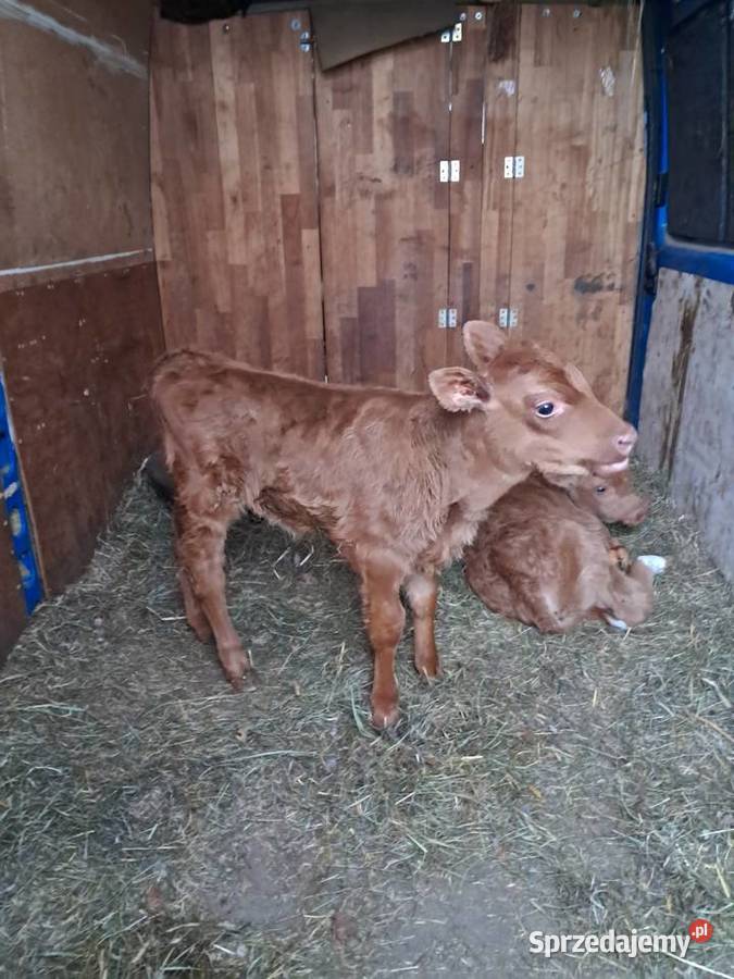 Cielaki mieszańce Klonownica Mała