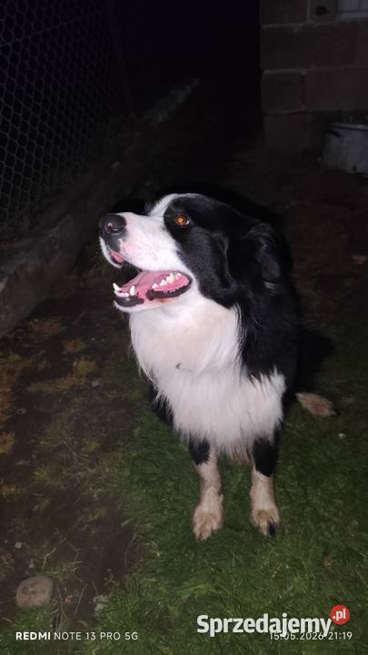 Border Collie szczeniaki Nagawczyna