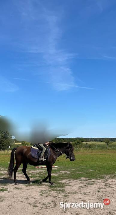 Kara klacz huculska 45 roku hodowla sprzedam