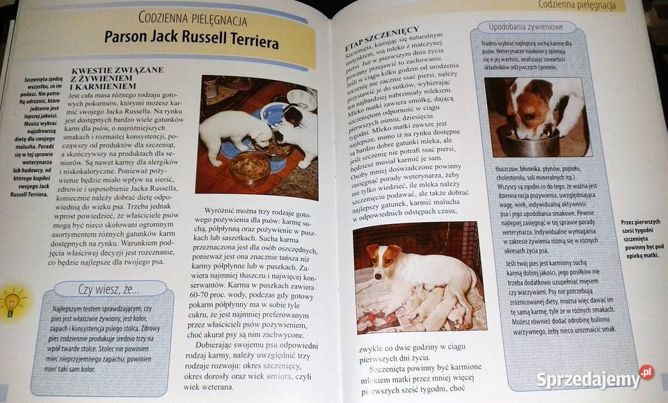 Jack Parson Russell Terrier Christina Pettersall Rok wydania 2008 Pozostałe Chełm sprzedam