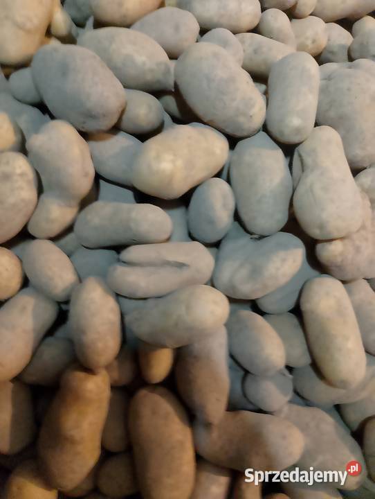 Ziemniaki Queen Anna Denar Rośliny okopowe Waganiec sprzedam