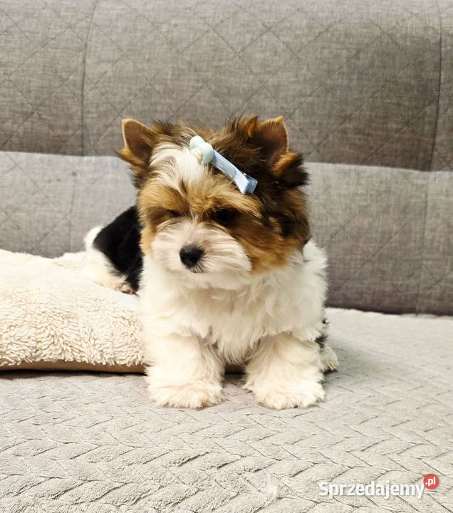 Śliczny MINI piesek Biewer York DO ODBIORU Orzesze