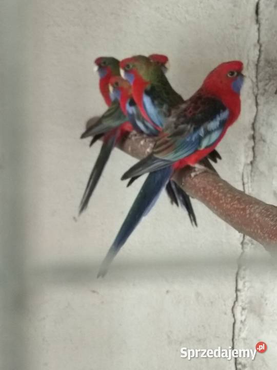 Nimfy białogłowe Ptaki Rybnik