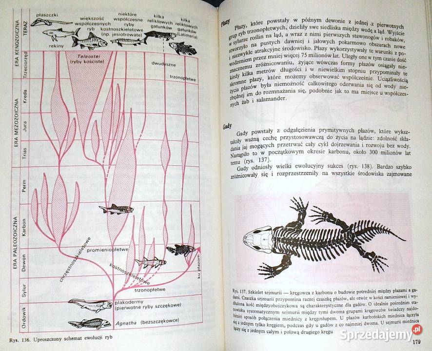 Biologia z higieną i ochroną środowiska kl 4 A Rok wydania 1994 lubelskie Chełm