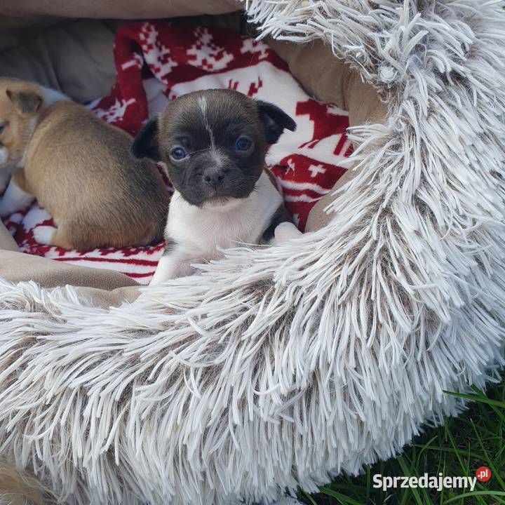 Szczenieta chihuahua piesek Lublin sprzedam