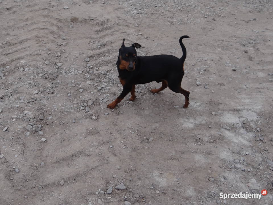 Krycie Reproduktor pinczer 65 mazowieckie Radom