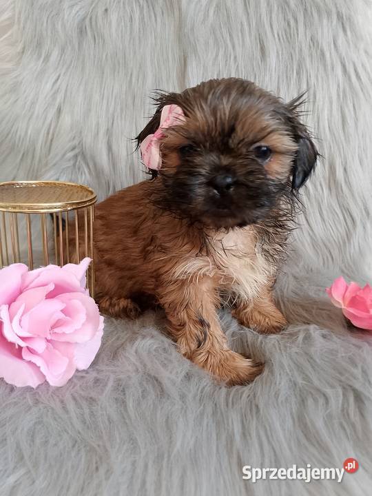 Gotowa do odbioru suczka rasy ShihTzu Shih Tzu dolnośląskie Syców