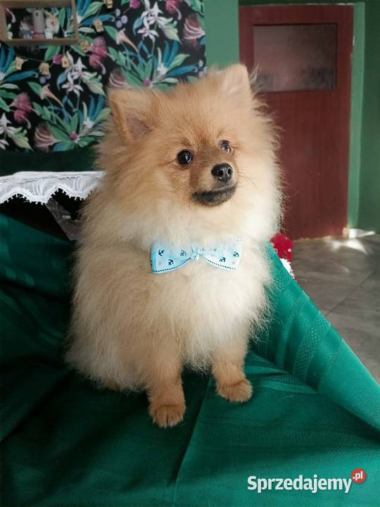 Piękny Mały Szpic Niemiecki doskonała budowa Krapkowice