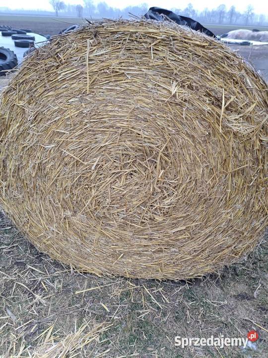 Słoma pszenna sprzedam słomę 130x120 80 balotów kujawsko-pomorskie Radziejów sprzedam